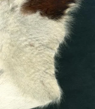 Cowhide Foto stock