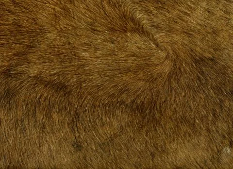 Cowhide Stock Photos