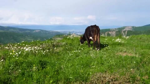 Cowis grazing in the mountain fields Vidéo 278280987