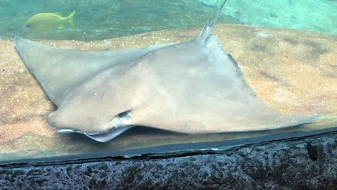 Cownose Ray Breathing Through Spiracles At Columbus Zoo And Aquarium Stock Footage 275437113