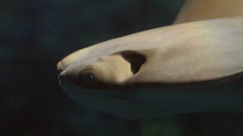 Cownose Ray Close Up Stock Footage 91528450