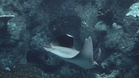 Cownose Ray Stock Footage 91530710
