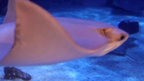 Cownose Ray Stock Footage 149858870