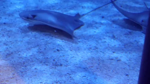 Cownose Ray Stock Footage 149858876