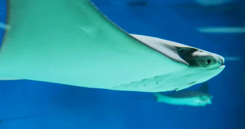 Cownose ray, Rhinoptera bonasus, floating in water. Stock Footage 101123754