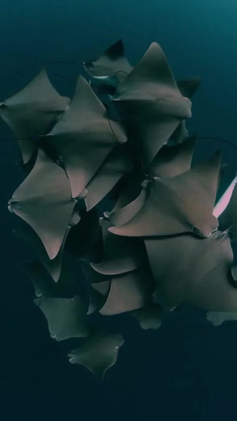 Cownose ray whirl dance in the deep blue sea 库存影片 334170756