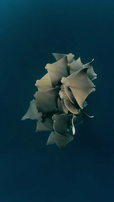 Cownose ray whirl dance in the deep blue sea Vidéo 334170792