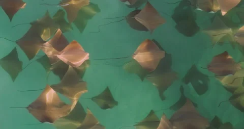 Cownose Rays in the Gulf of Mexico 스톡 동영상 224899520