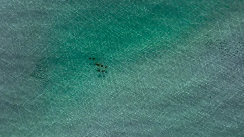Cownose Rays swimming in the crystal clear ocean water Stock Footage 242121663
