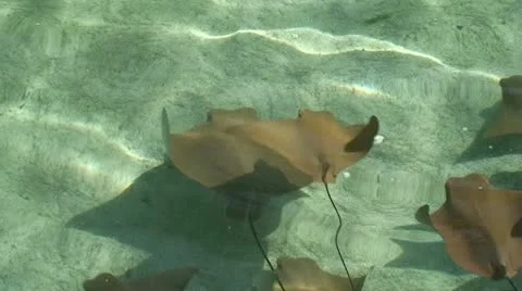 Cownose Rays Swimming Stock Footage 11214994