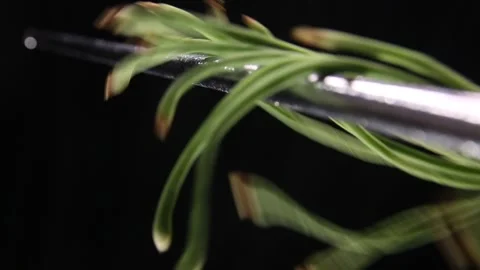 Cowpeas, long beans, dried beans (2) Stock Footage 202258220