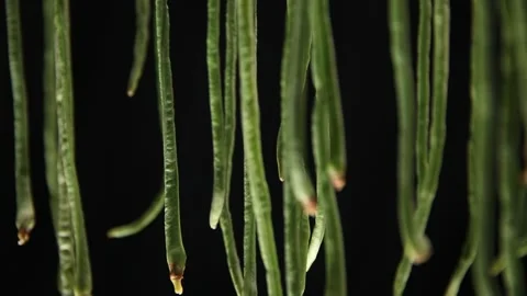 Cowpeas, long beans, dried beans (6) Stock Footage 202258224