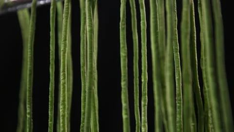 Cowpeas, long beans, dried beans (7) Stock Footage 202258225