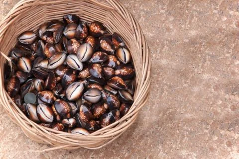 Cowrie Seashells Stock Photos