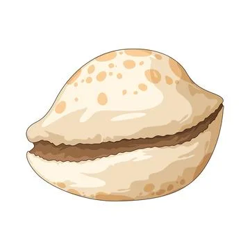 Cowrie shell illustration Stock Illustration