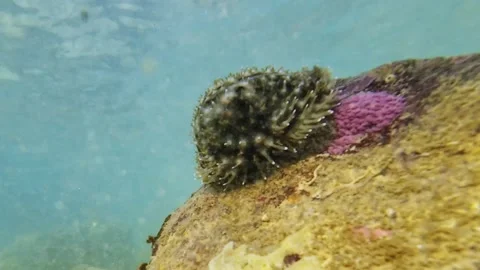 Cowrie shell with mantle moving underwater on coral reef Stock Footage 331155525