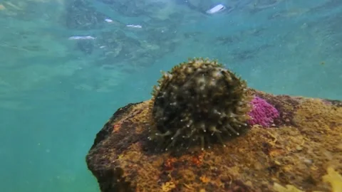 Cowrie shell with mantle moving underwater on coral reef Stock Footage 331155606