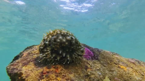 Cowrie shell with mantle moving underwater on coral reef Stock Footage 331155682