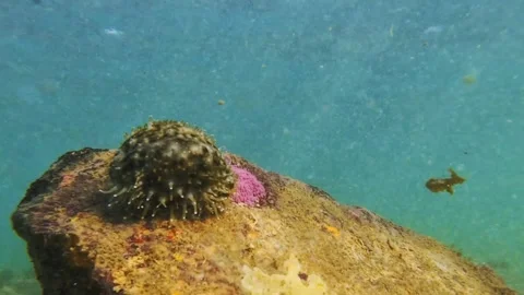 Cowrie shell with mantle moving underwater on coral reef Stock Footage 331155714