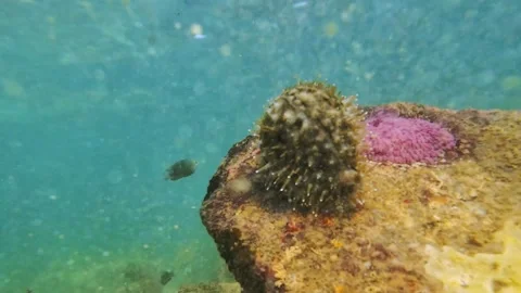 Cowrie shell with mantle moving underwater on coral reef Stock Footage 331155759