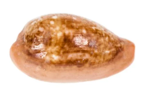 Cowrie shell Stock Photos