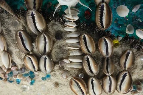 Cowrie shells on sand beach background Stock Photos