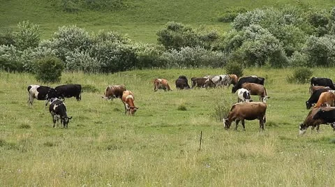 Cows 001 Stock Footage 10826574