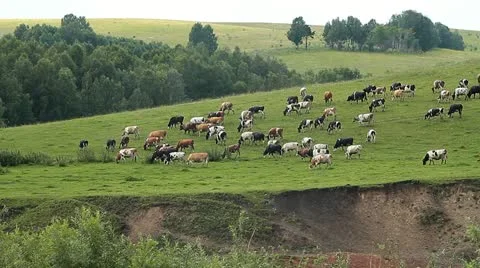 Cows 004 Stock Footage 10826576