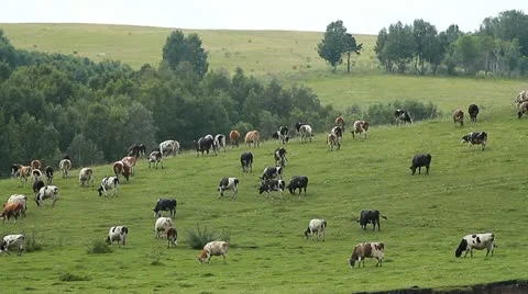 Cows 005 Stock Footage 10826463