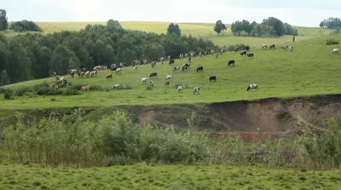 Cows 006 Stock Footage 10826476