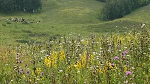 Cows 007 Stock-Footage 10826536
