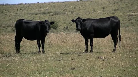 Cows 01 Stock Footage 10578928