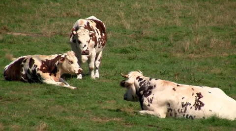 Cows 02 Stock Footage 911323