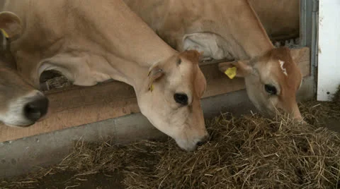 Cows 02 HD Stock Footage 22795943