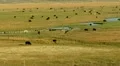 Cows 02 Hot Creek Sierra Nevada Mts HD Footage