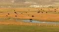 Cows 03 Hot Creek Sierra Nevada Mts HD Footage