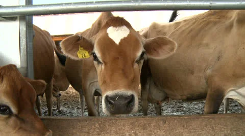 Cows 05 HD Stock Footage 22795789