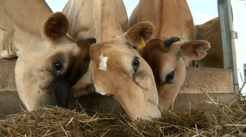 Cows 06 HD Stock Footage 22795774