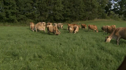 Cows 07 HD Stock Footage 22795639