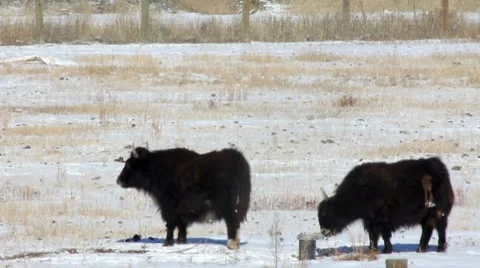 Cows 1 1 Stock Footage 7753968