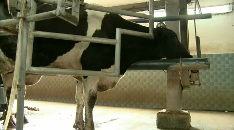 Cows 1 Stockbeeldmateriaal 600408