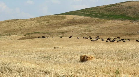 Cows 1 Stock Footage 854399