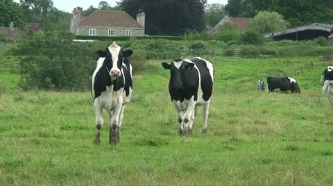Cows (1) Stock Footage 12699065