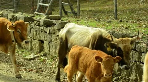 Cows 1 Stock-Footage 20434369