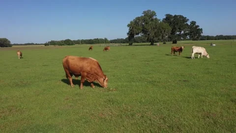 Cows 1 Stock Footage 219825509