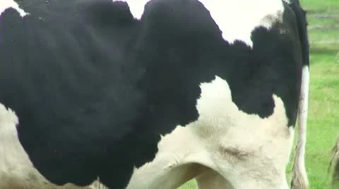 Cows (10) Stock Footage 12718568