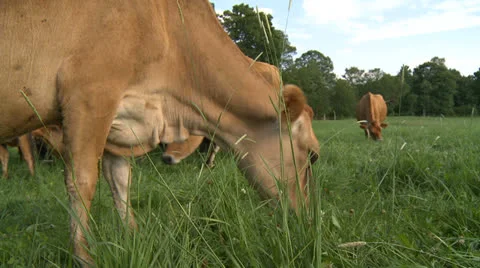 Cows 10 HD Stock Footage 22795868