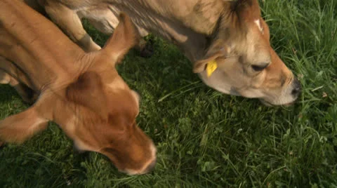 Cows 12 HD Stock Footage 22795567