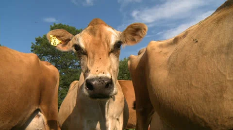 Cows 14 HD Video stock 22795425