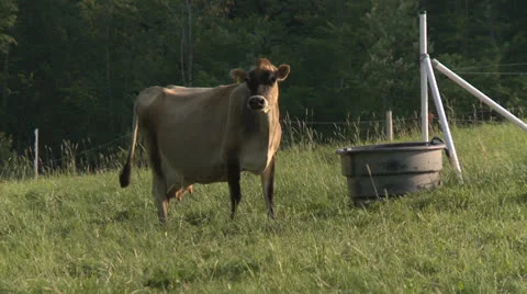 Cows 15 HD Stock Footage 22795300